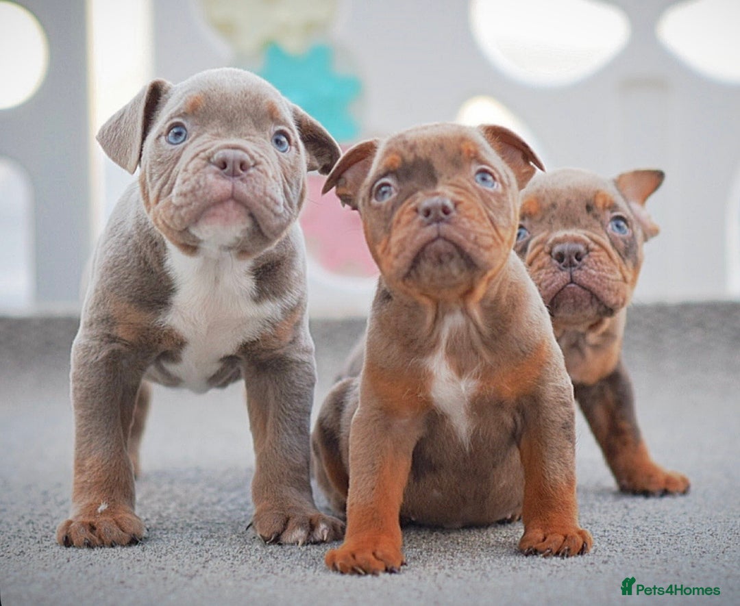 Olde English Bulldogge dogs for sale: 23 years experience 5⭐️Rated licensed  - Advert 2