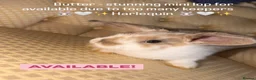 Mini Lop rabbits for sale: 🐰 Mini Lop Harlequin Doe – Butter 🐰  - Advert 2