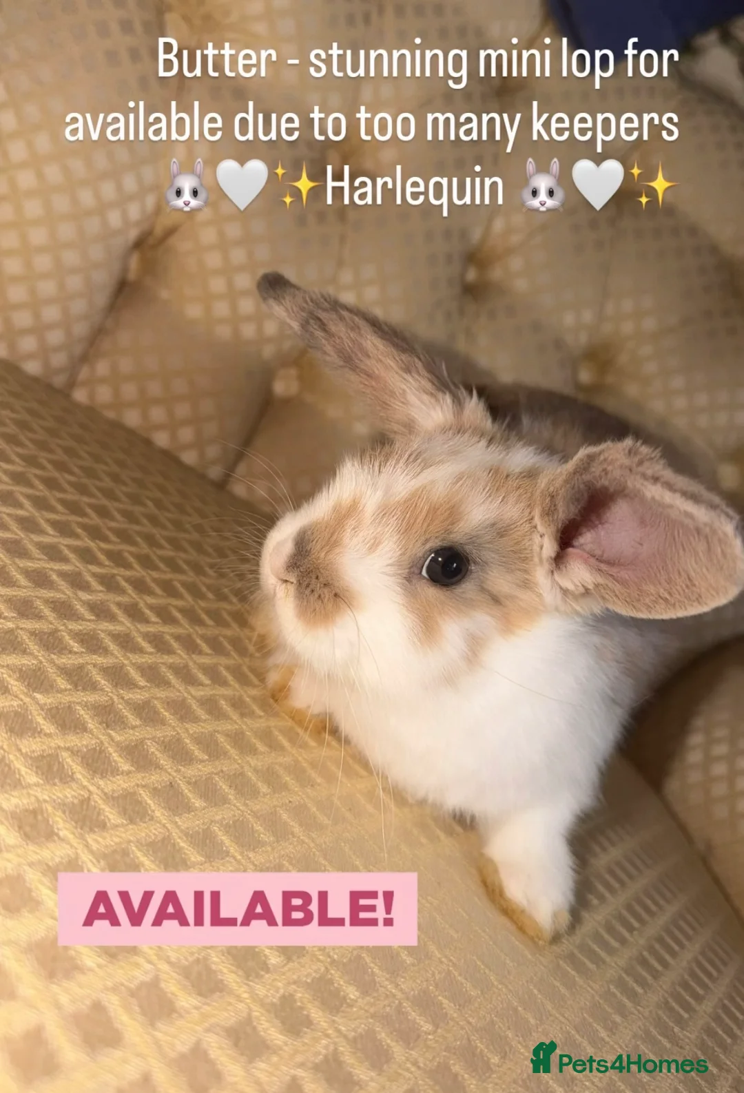 Mini Lop rabbits for sale: 🐰 Mini Lop Harlequin Doe – Butter 🐰  - Advert 2