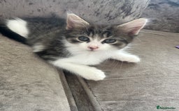 British Shorthair cats for sale: 4 female kittens  - Image 5