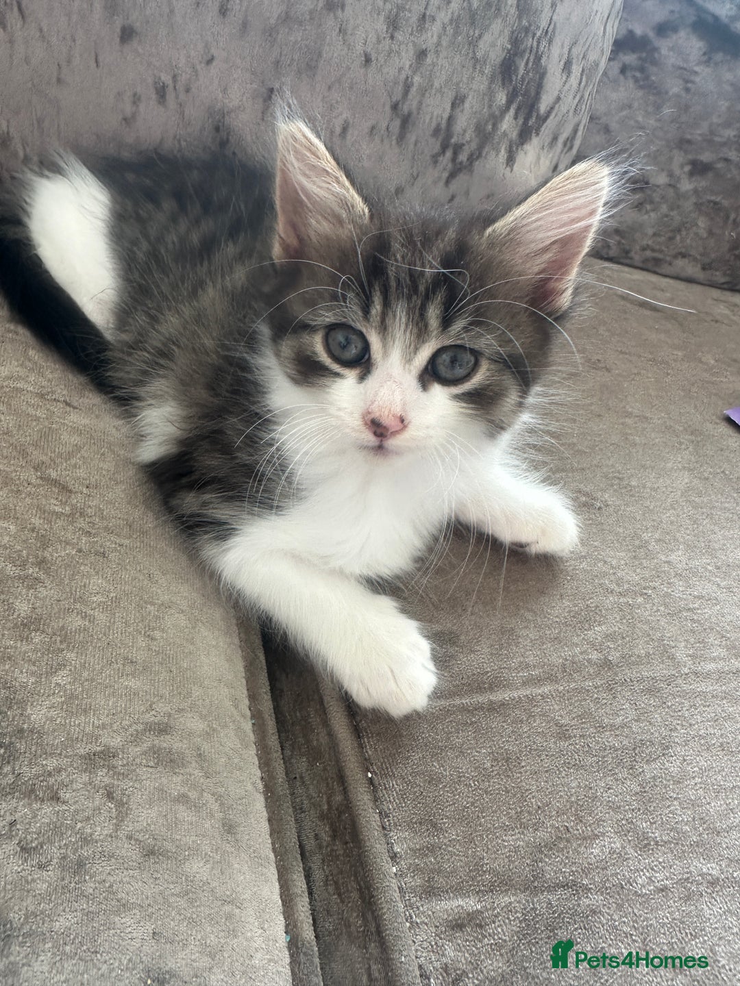 British Shorthair cats for sale: 4 female kittens  - Image 5