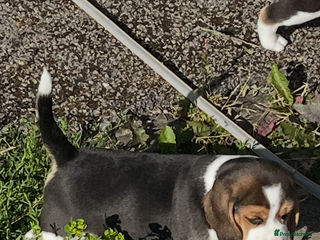 Beagle dogs - Advert 10