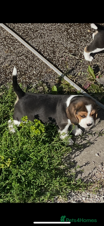 Beagle dogs - Advert 7