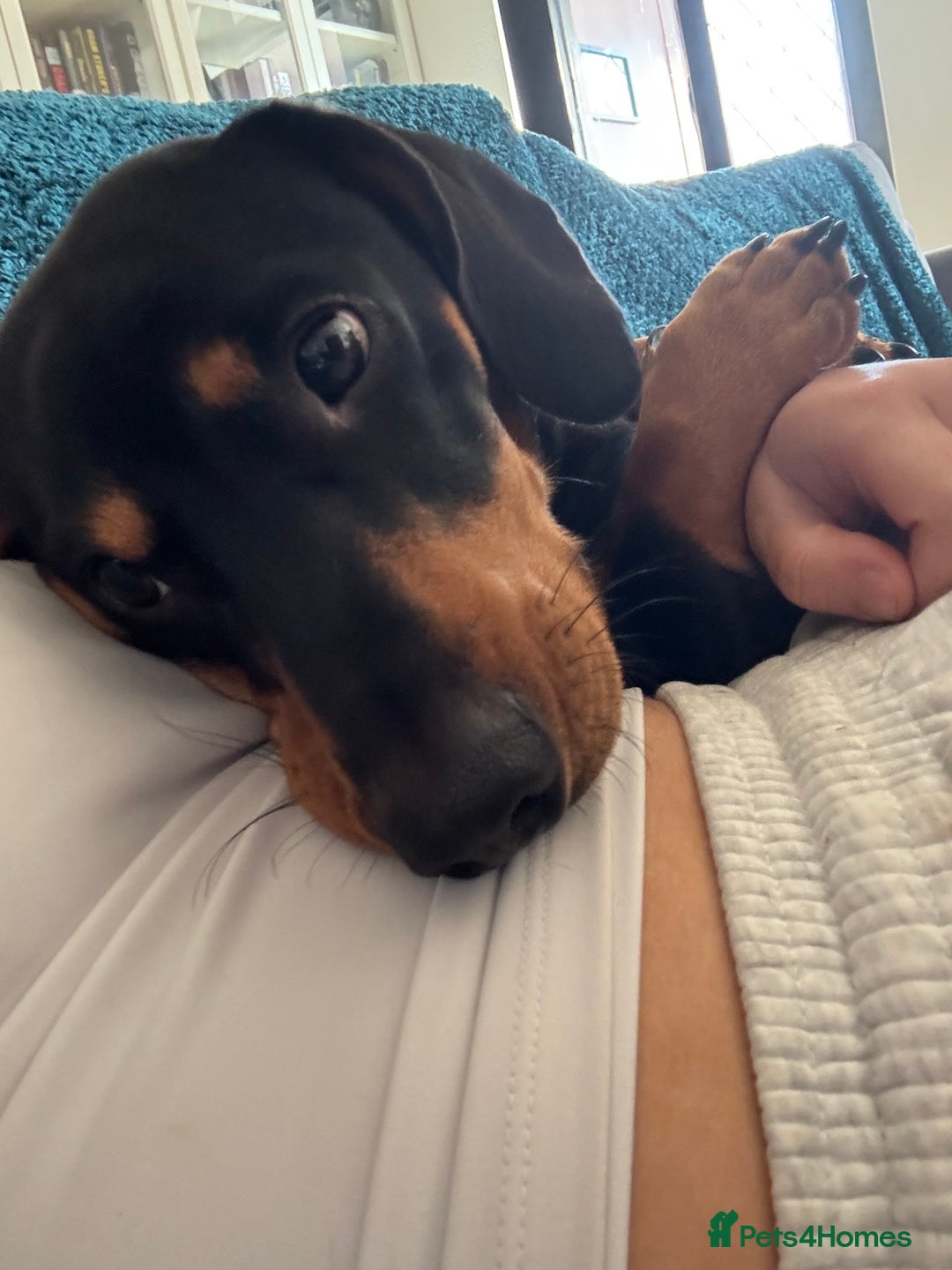Dachshund dogs for sale: Ollie  - Image 4