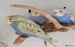 Budgerigars birds for sale: Beautiful Baby Budgies, lovebirds & Cockatiels!!! - Image 4