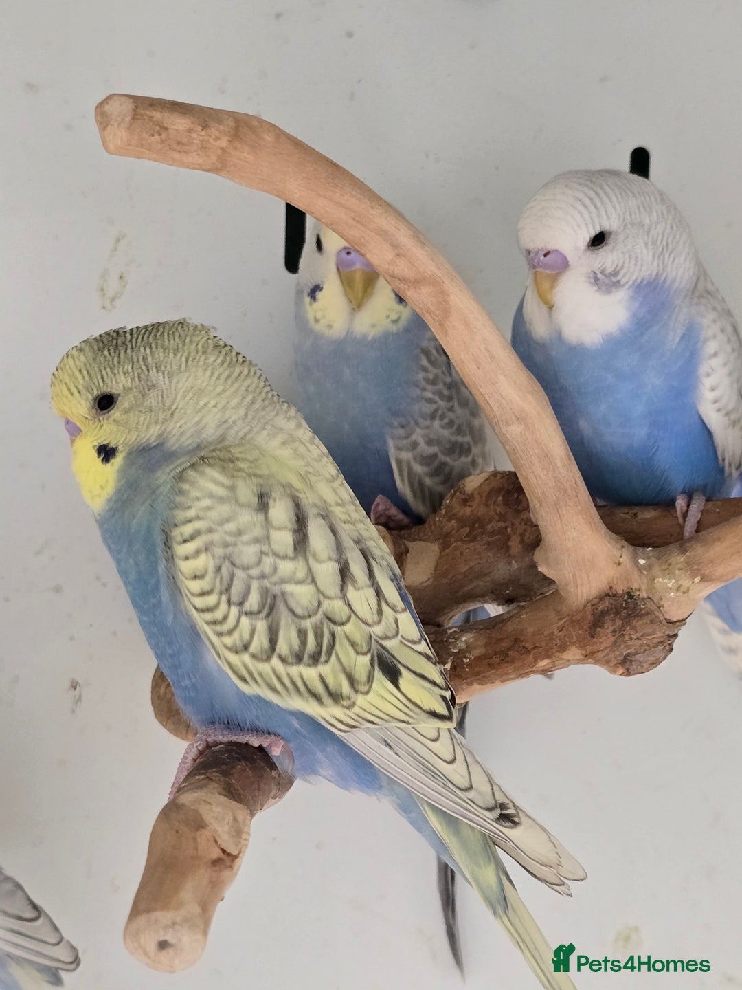 Budgerigars birds for sale: Beautiful Baby Budgies, lovebirds & Cockatiels!!! - Image 4