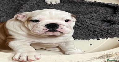 English Bulldog dogs - Advert 3