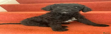 Standard Poodle 2