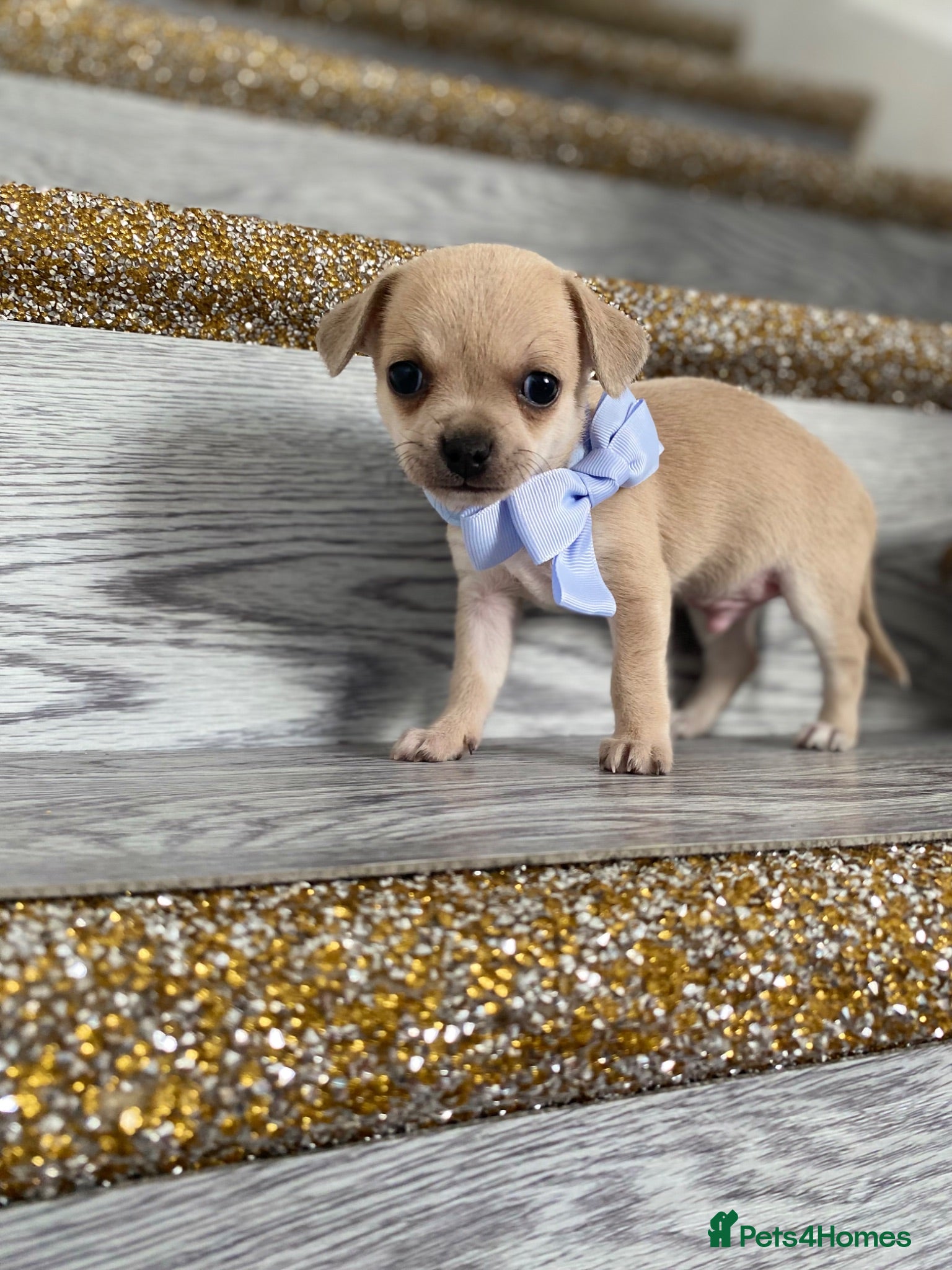 Chihuahua dogs Chihuahua puppies 1 boy💙 left  - Advert 11