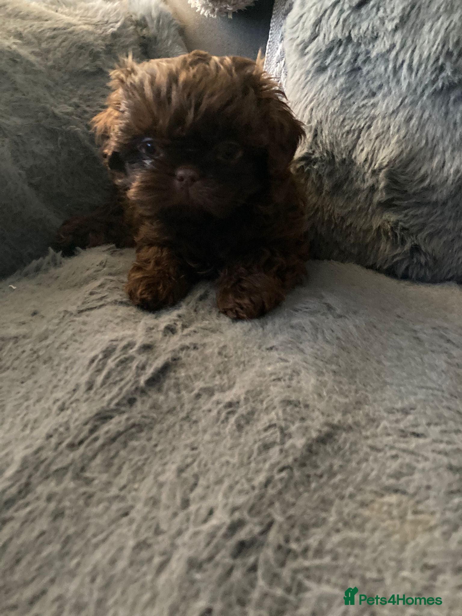 Shih Tzu dogs Imperial Shih Tzu - Advert 8