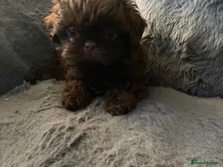 Shih Tzu dogs Imperial Shih Tzu - Advert 8