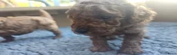 Toy Poodle dogs for sale: Stunning  Red Toy Poodle Pups  in Canterbury - Advert 7