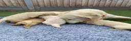 Golden Retriever dogs for sale: 🤍Cream / Platinum Golden Retriever Pups 🤍 - Advert 17