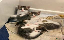 Mixed Breed cats for sale: 4 cute female kittens - Image 1