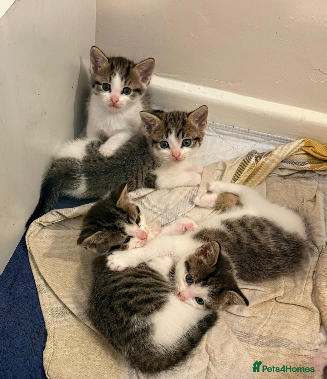 Mixed Breed cats for sale: 4 cute female kittens - Image 1