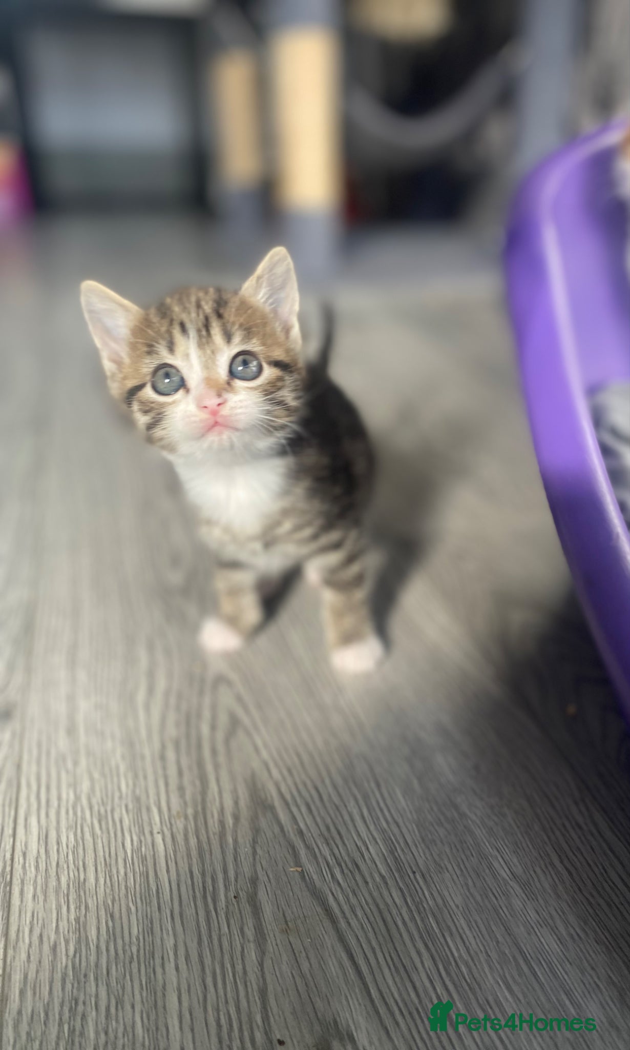 Mixed Breed cats Beautiful kittens for sale - Advert 14