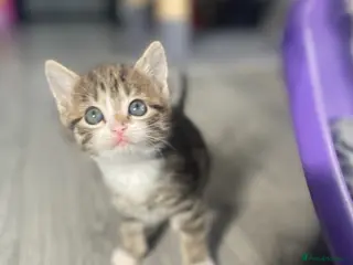 Mixed Breed cats Beautiful kittens for sale - Advert 14