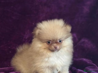 Pomeranian dogs - Advert 20