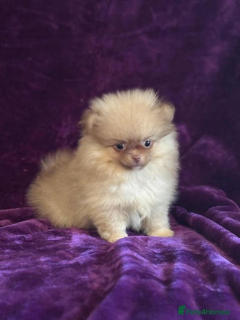 Pomeranian dogs - Advert 12