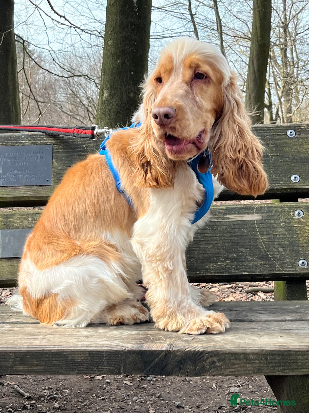 Cocker Spaniel dogs for sale: Well bred KC registered Show Cocker Spaniels - Image 9