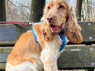 Cocker Spaniel dogs - Advert 13