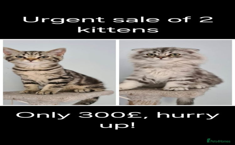 Scottish Fold cats in London - Advert 1
