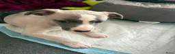Whippet dogs for sale: NEW KIDS ON THE BLOCK /STUNNING  RKC LITTER  - Advert 3