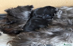 Miniature Schnauzer dogs for sale: Stunning pure black miniature schnauzer puppy - Image 15