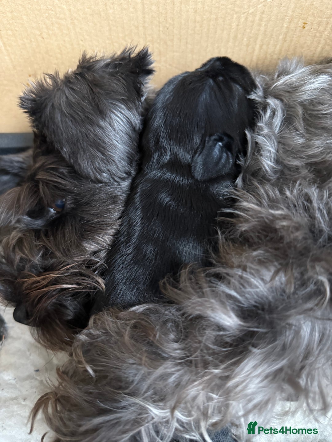 Miniature Schnauzer dogs for sale: Stunning pure black miniature schnauzer puppy - Image 15