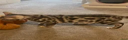 Bengal cats for sale: 🐾 BEAUTIFUL TICA REGISTERED BENGAL  – READY NOW  - Advert 24