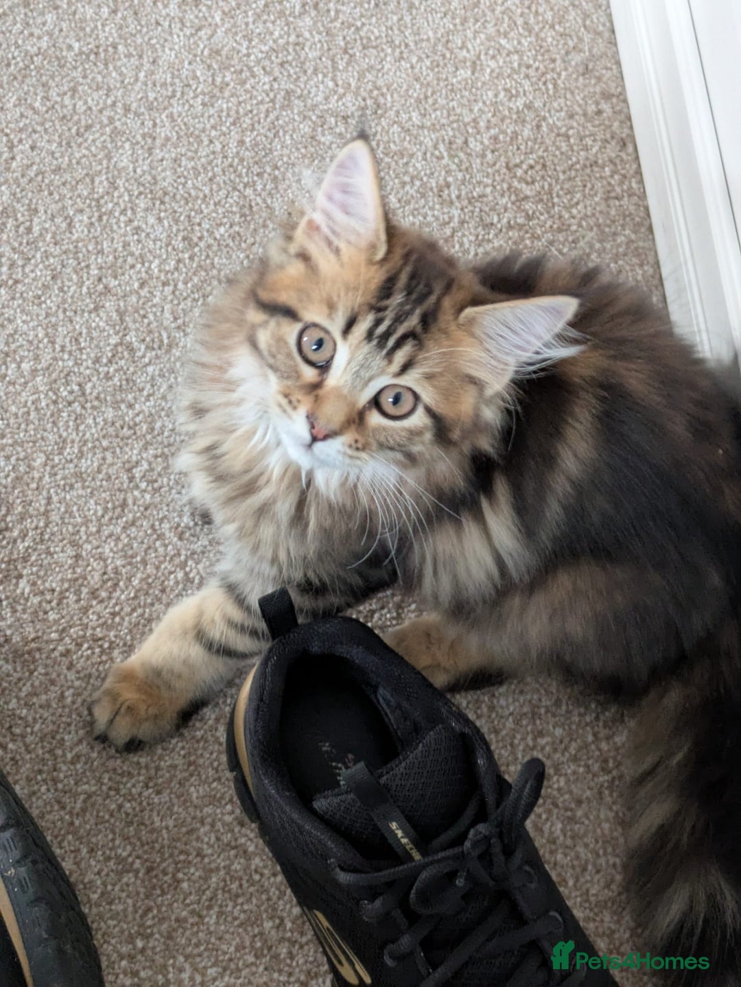 Maine Coon cats for sale: Stunning chocolate tabby kittens  - Advert 17