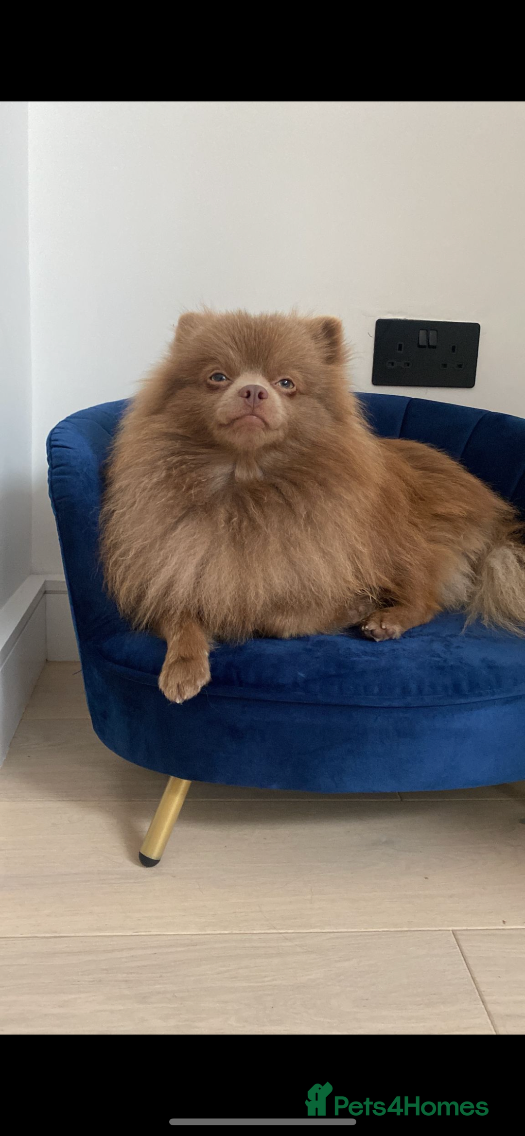 Pomeranian dogs for stud: Kai Kai lilac boy 💜  ( STUD ONLY ) (PROVEN)  in Liverpool - Advert 16
