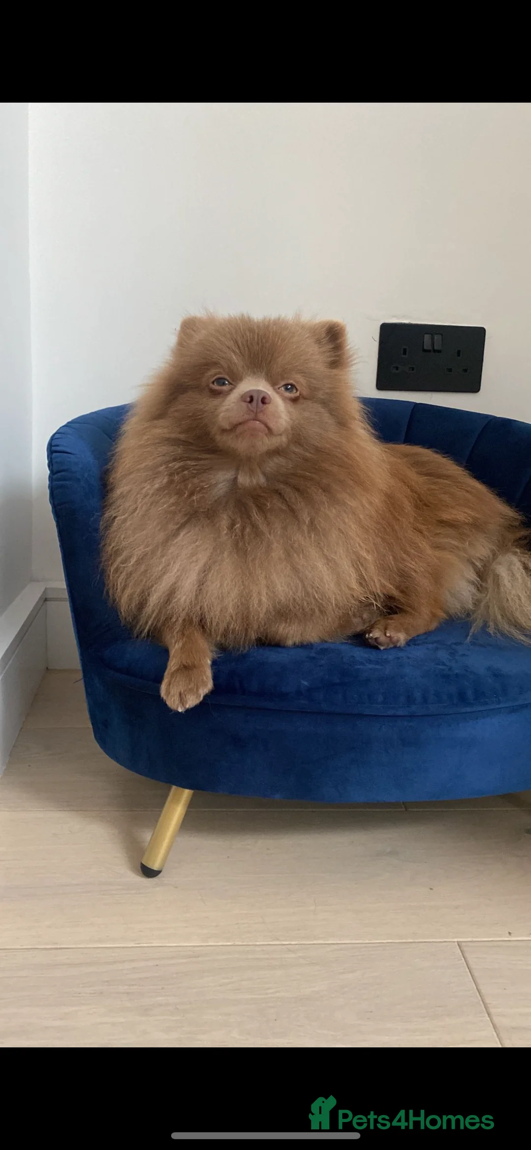 Pomeranian dogs for stud: Kai Kai lilac boy 💜  ( STUD ONLY ) (PROVEN)  in Liverpool - Advert 16