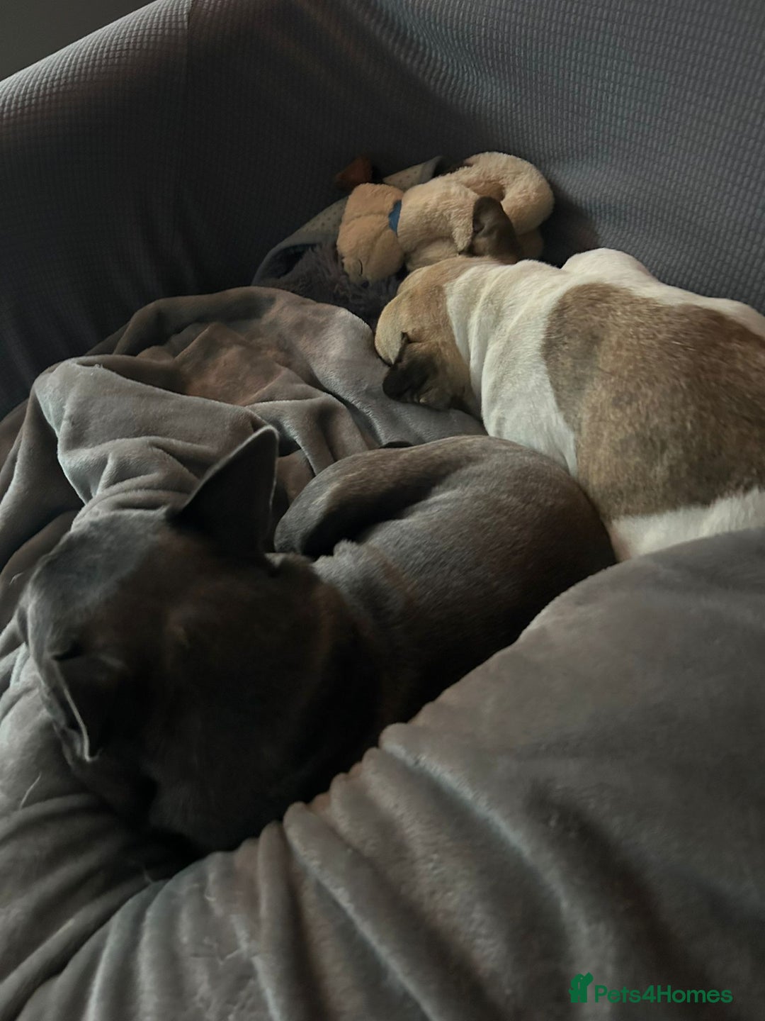 Mixed Breed dogs for adoption: 💖ELVA -a Sweet Frenchie Rescued From Starvation💖 - Advert 2