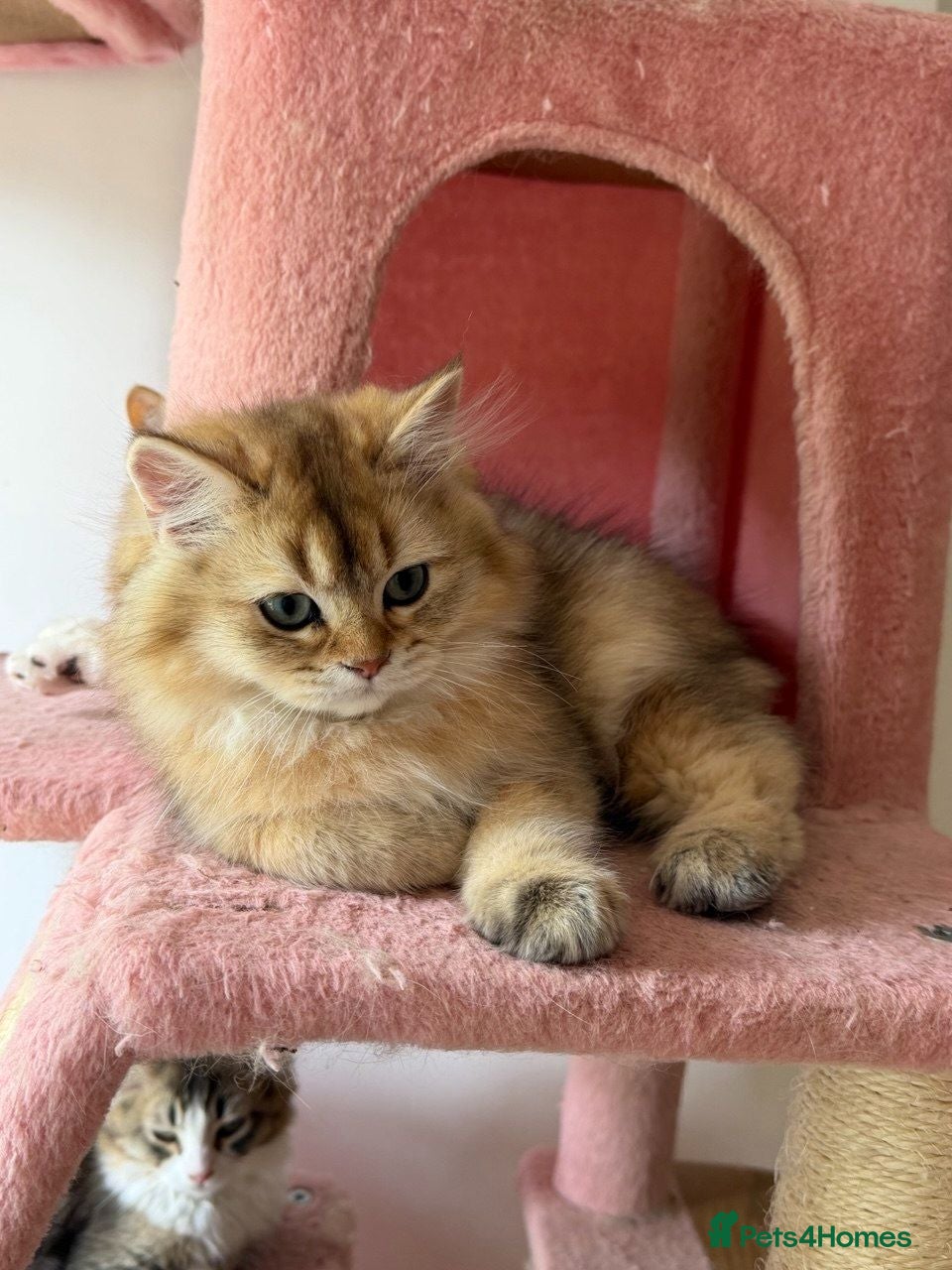 British Longhair cats BSH white 1000£ BLH golden 2000£  2500£ vaccinated - Advert 2