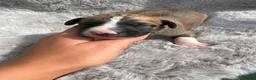 Lurcher dogs for sale: Lurcher puppies  - Advert 5