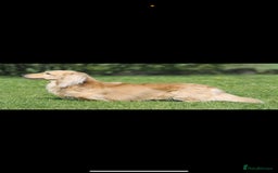 Miniature Dachshund dogs for sale: Beautiful Cream long haired Dachshunds  - Image 12