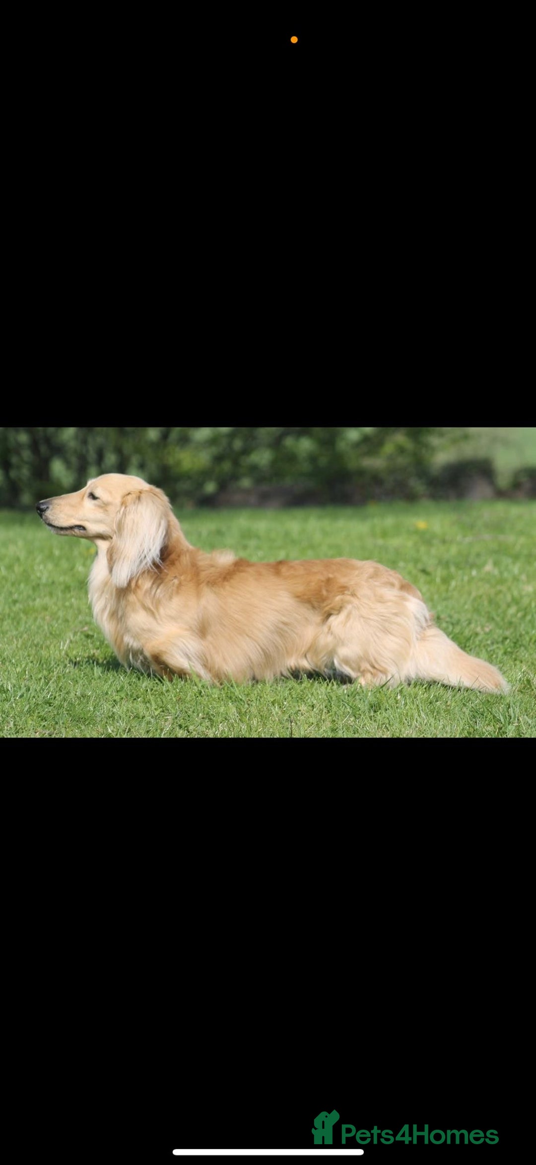 Miniature Dachshund dogs for sale: Beautiful Cream long haired Dachshunds  - Image 12