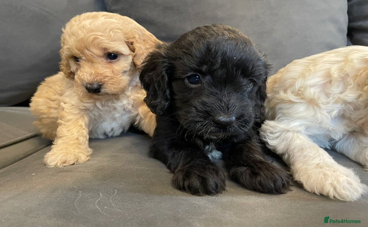 Cockapoo dogs - Advert 3