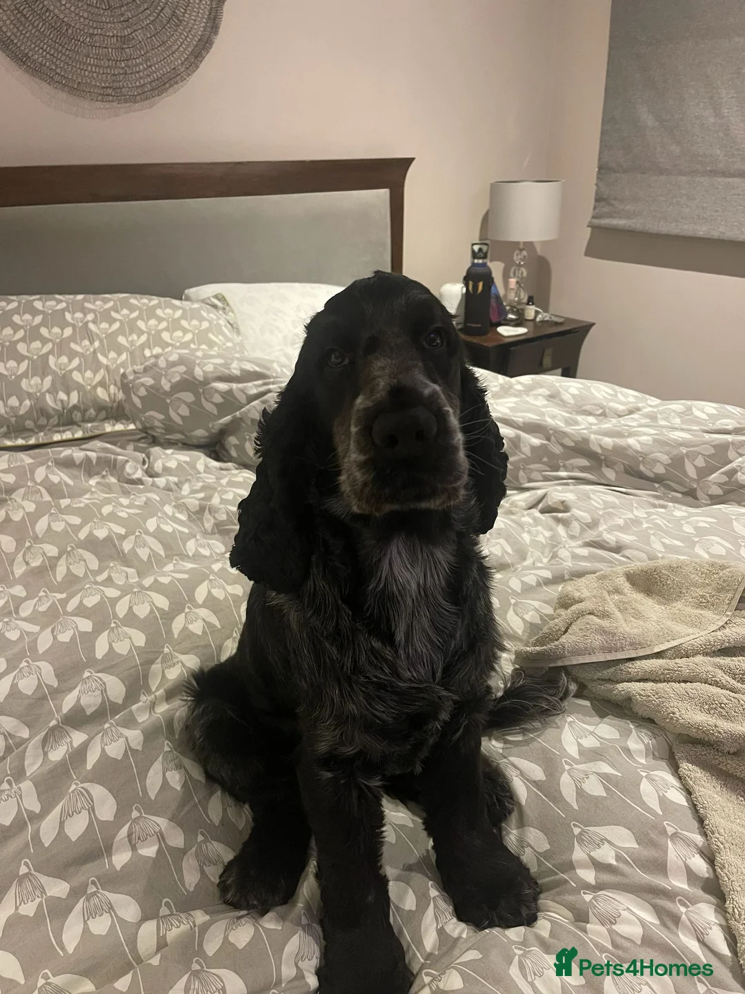Cocker Spaniel dogs for sale: Gorgeous KC/Full Health Cocker Spaniel show type - Advert 16