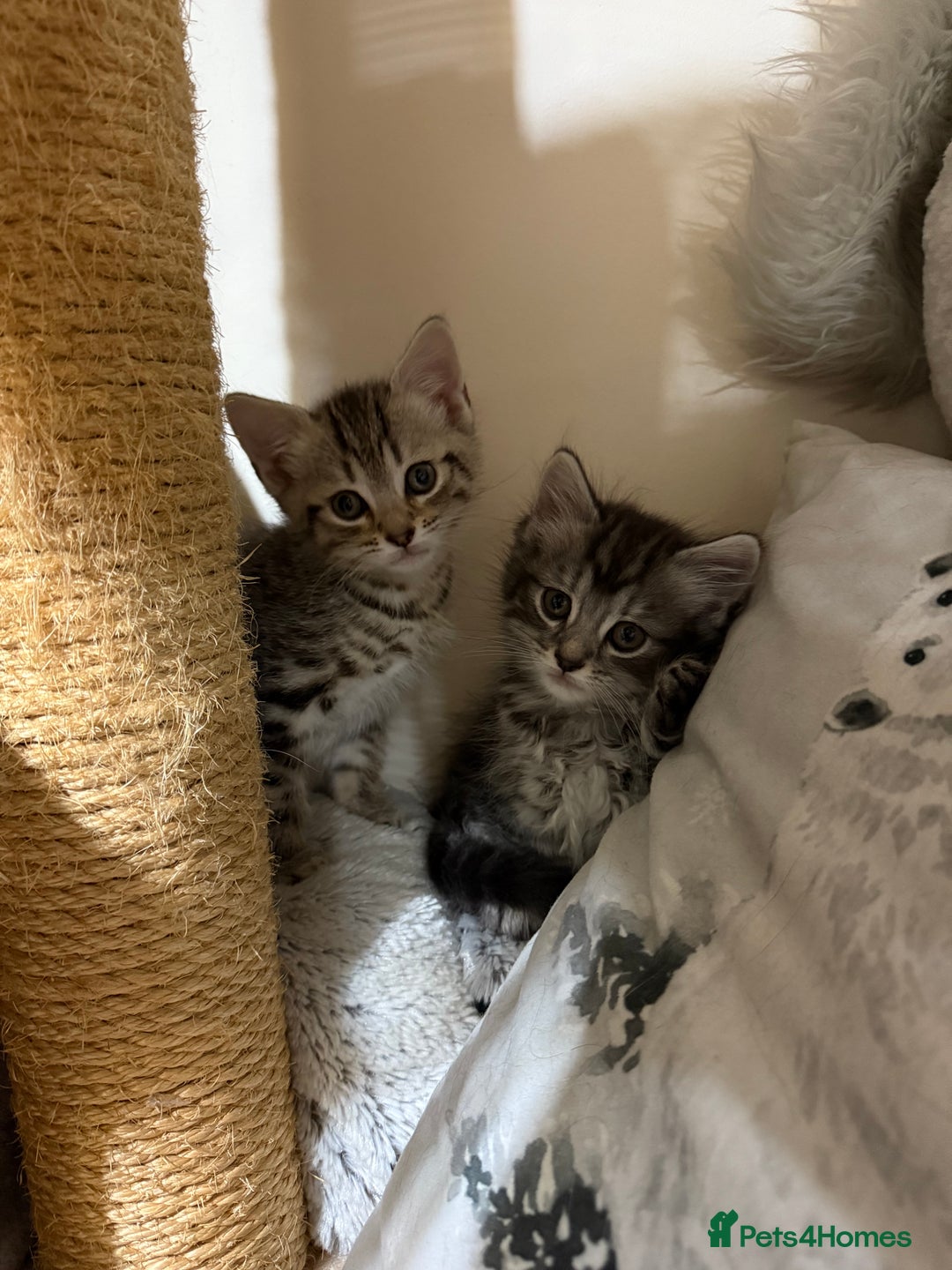 Mixed Breed cats for sale: 4 Healthy Adorable Fluffy Tabby Kittens 🐱💕💘 - Advert 3