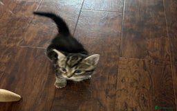 Mixed Breed cats for sale: 4 beautiful kittens for sale - Image 8