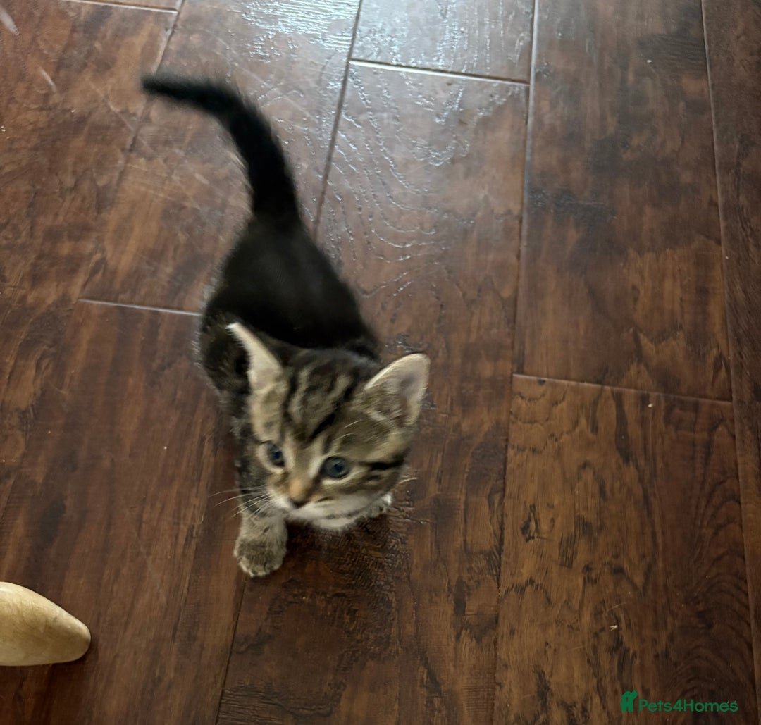 Mixed Breed cats for sale: 4 beautiful kittens for sale - Image 8