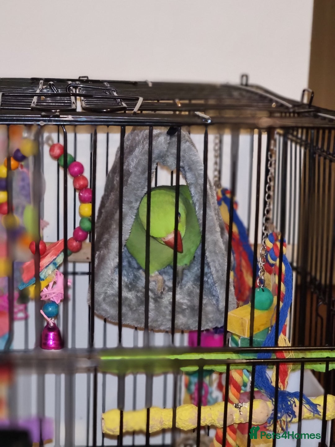 Parrots birds for sale: Indian Ringneck talking parrot + Cage + Toys - Advert 10