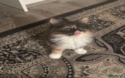 Maine Coon cats for sale: Beautiful bundles of joy Maincoon ready now  - Image 3