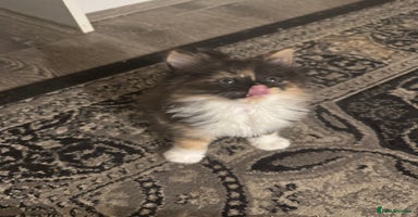 Maine Coon cats - Advert 15