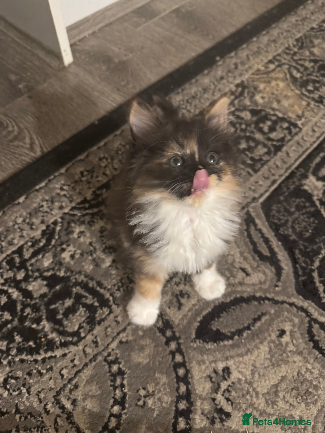 Maine Coon cats for sale: Beautiful bundles of joy Maincoon ready now  - Image 3