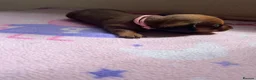Miniature Dachshund dogs for sale:  Miniature Dachshund Puppies 🐾 in Newton Abbot - Advert 12