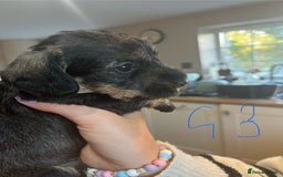 Dachshund dogs for sale: Kc Standard Wire Haired Dachshund Puppies - Image 9