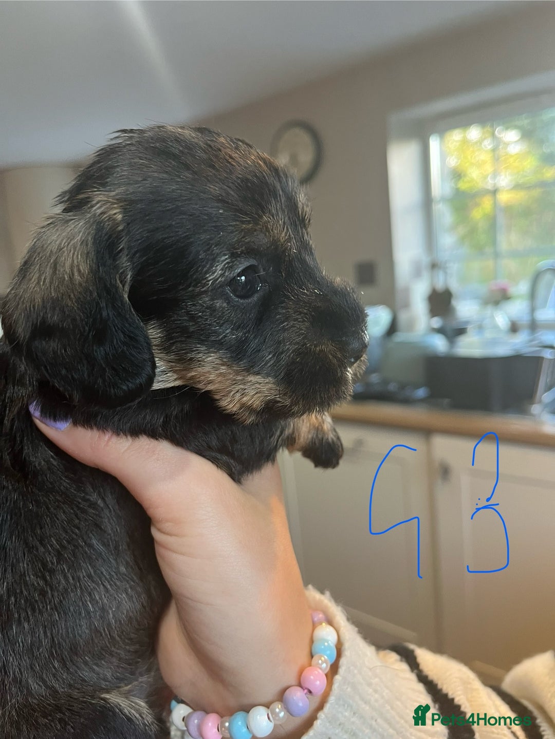 Dachshund dogs for sale: Kc Standard Wire Haired Dachshund Puppies - Image 9